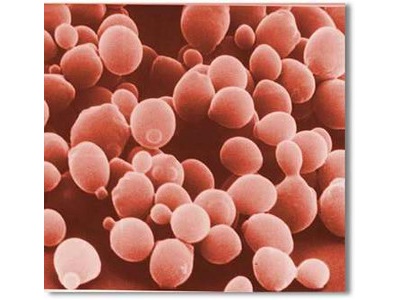 12 hour Cure for Yeast Infection
